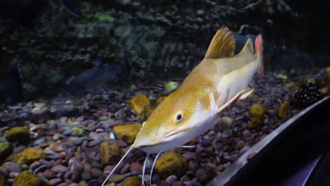 catfish in aquarium