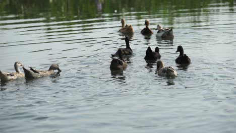 Los-Patos-Juegan-En-El-Estanque