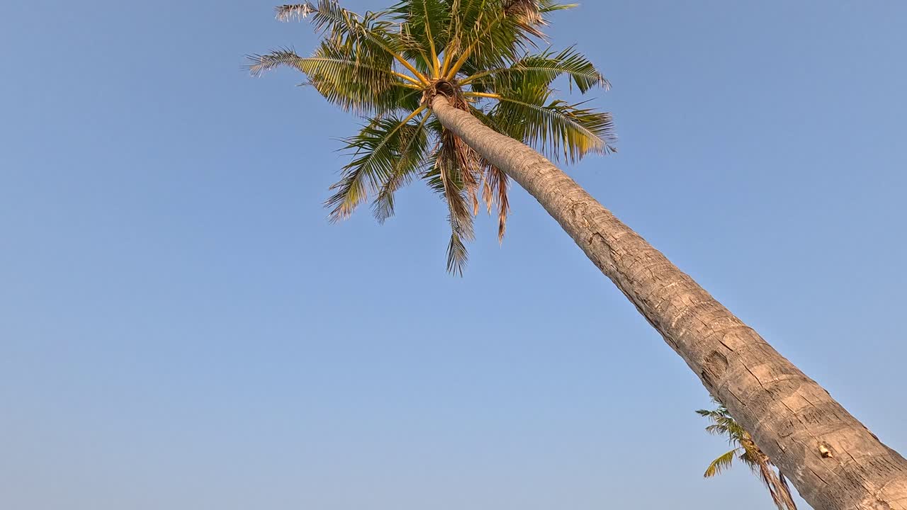 Alta palma da cocco ripresa dal basso, Maldive tropicali.
