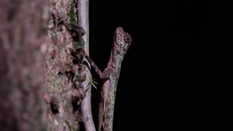 From-dark-to-light-and-then-very-dark-as-sunlight-shines-through-the-canopy-deep-in-the-forest,-Blanford's-Flying-Dragon,-Draco-blanfordii,-Thailand