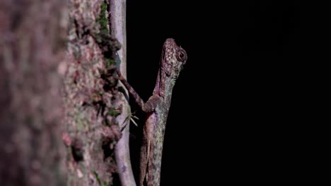 From dark to light and then very dark as sunlight shines through the canopy deep in the forest, Blanford&#039;s Flying Dragon, Draco blanfordii, Thailand