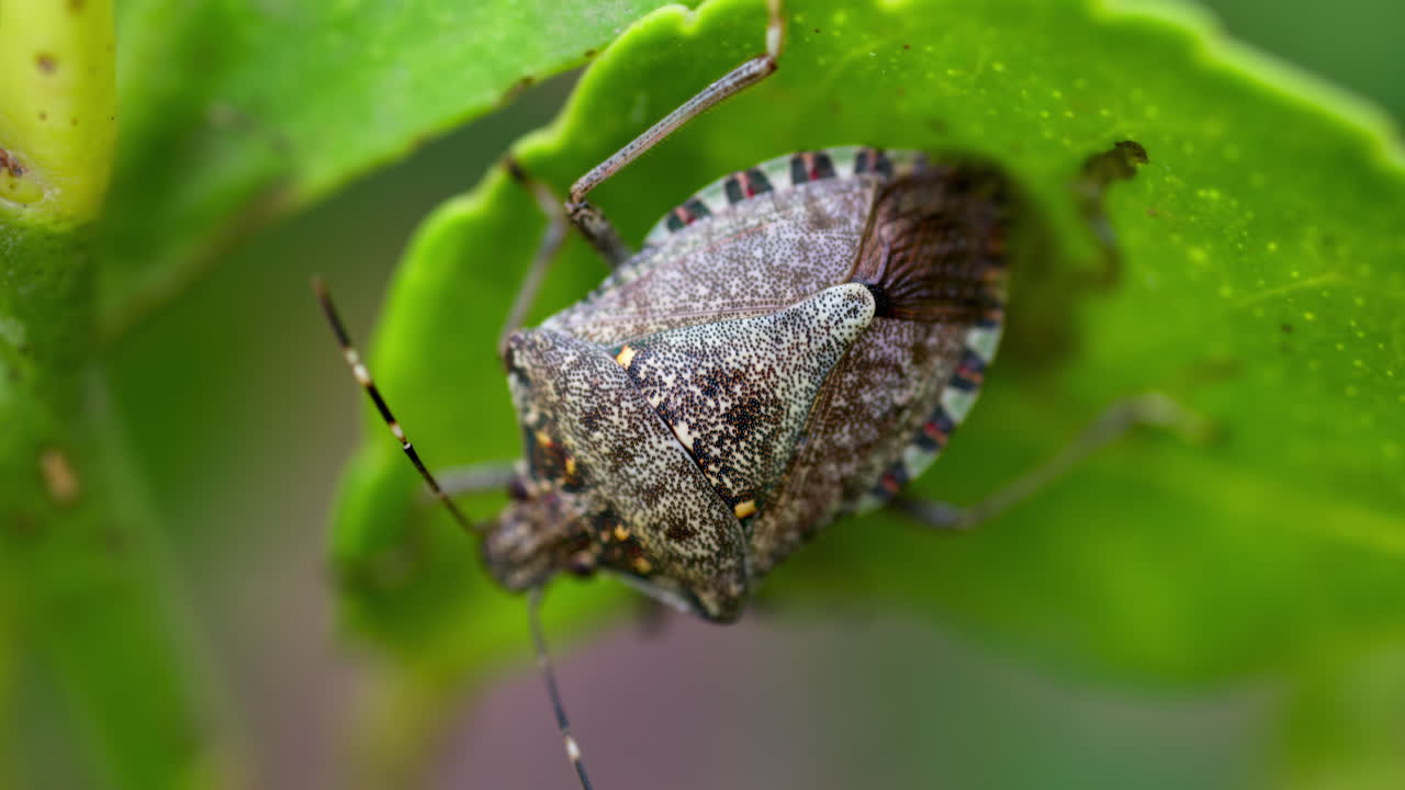 Close up of a brown marmorated stink bug on a green leaf