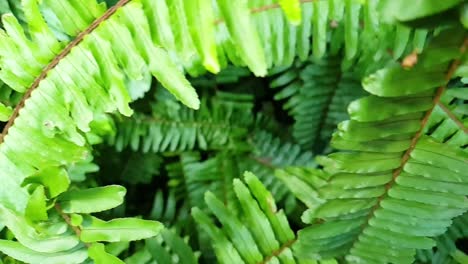 hermosas hojas de helecho de bosque saludable verde esmeralda, bandeja lateral en cámara lenta con hojas de cierre pasando