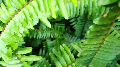 beautiful emerald green healthy forest fern leaves, slow motion side pan with close up leaves moving past