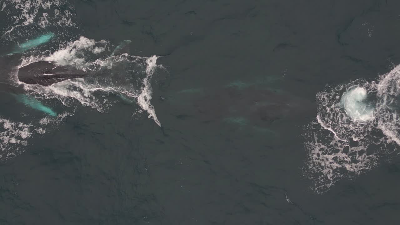 Two humpback whales appears on the ocean surface and blow the water spouts during the whale watching migration season near Sydney coastline, Australia
