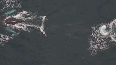 two humpback whales appears on the ocean surface and blow the water spouts during the whale watching migration season near sydney coastline, australia