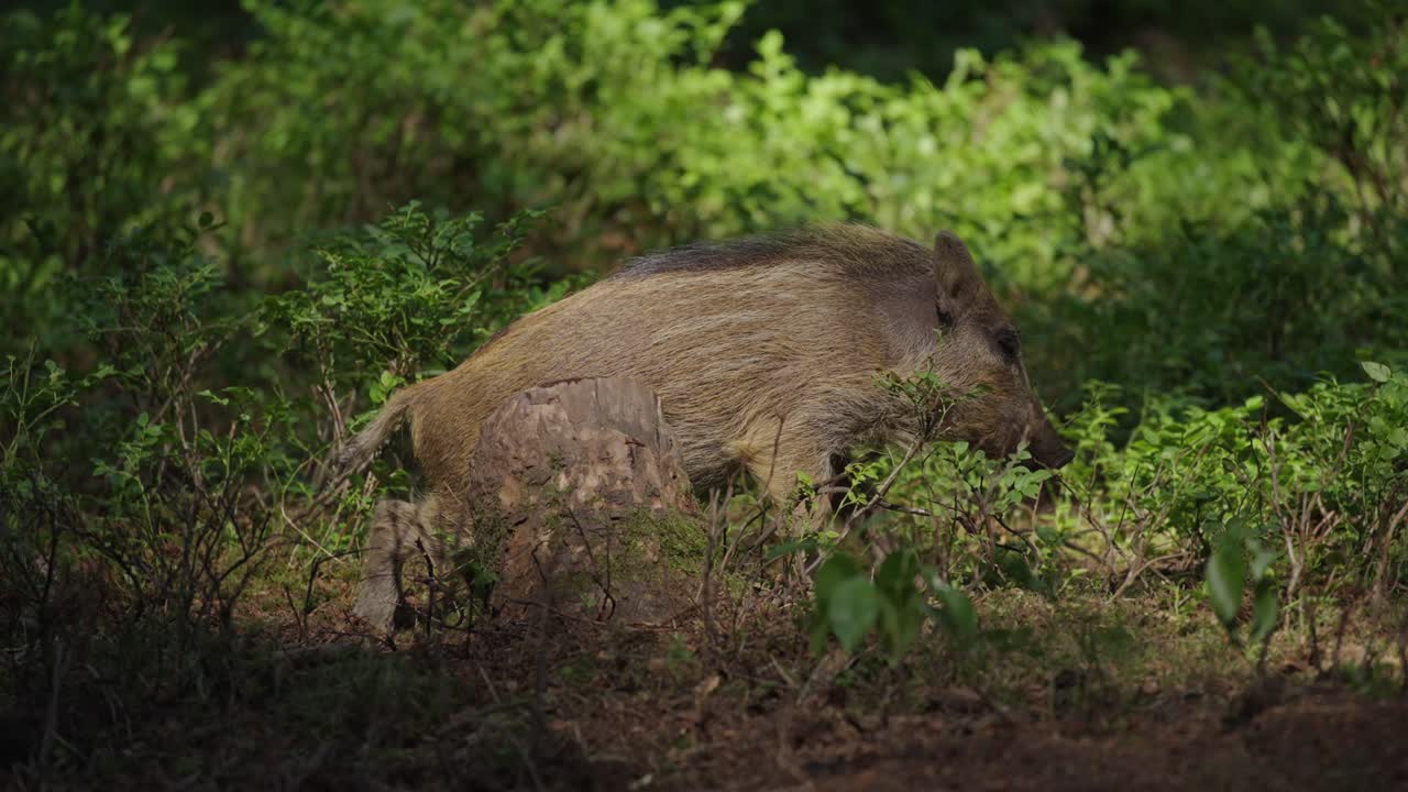 jabalí en el bosque