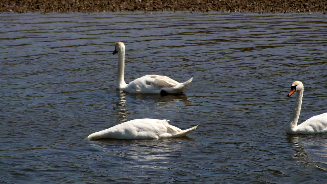 un grupo de cisnes en aguas picadas con una búsqueda de comida con la cabeza bajo la superficie