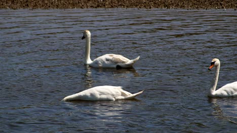 A-group-of-Swans-in-choppy-waters-with-one-search-for-food-with-head-under-the-surface