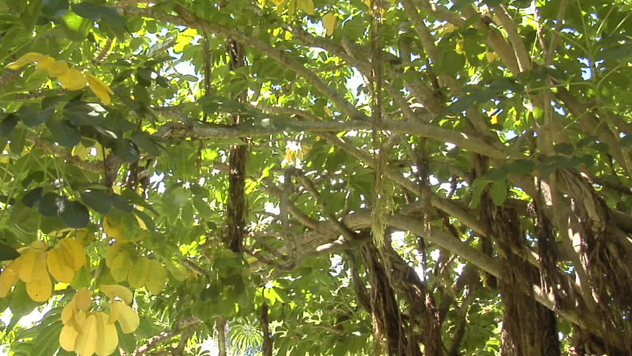 맹그로브 숲의 낮은 각도 패닝 샷