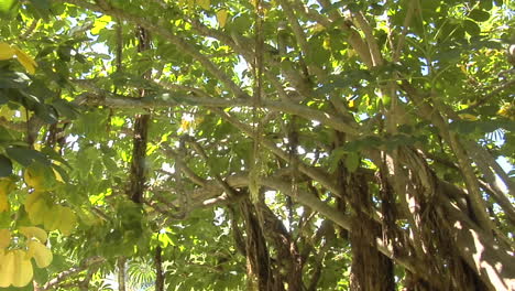 una toma panorámica de ángulo bajo de un bosque de manglares