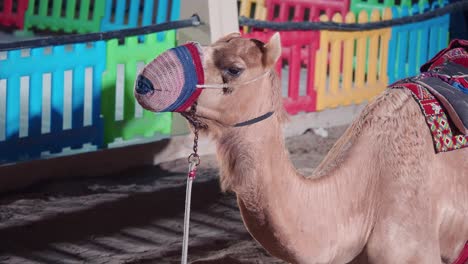 camel at an outdoor venue at night