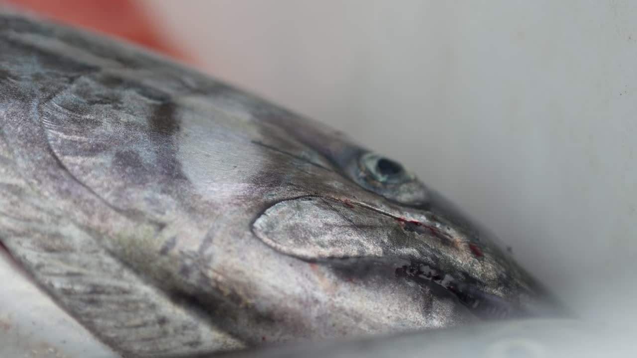 Close-up Of A Freshly Caught Chinook Salmon Fish