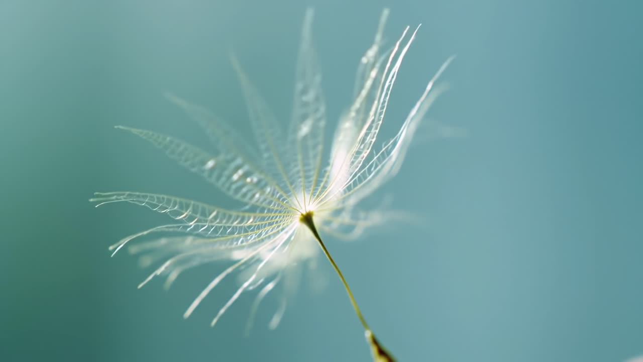 Dandelion Seed Gently Floating in a Calm Breeze on a Clear Day in Spring