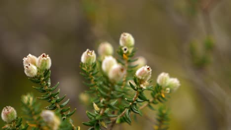 cámara lenta cerrar pan a la izquierda de flores blancas en un arbusto