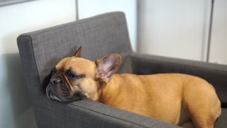 tilt-up reveal of a french bulldog sleeping on grey couch in the house