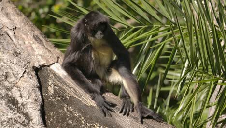 spider monkey sitting in tree turns head slow motion