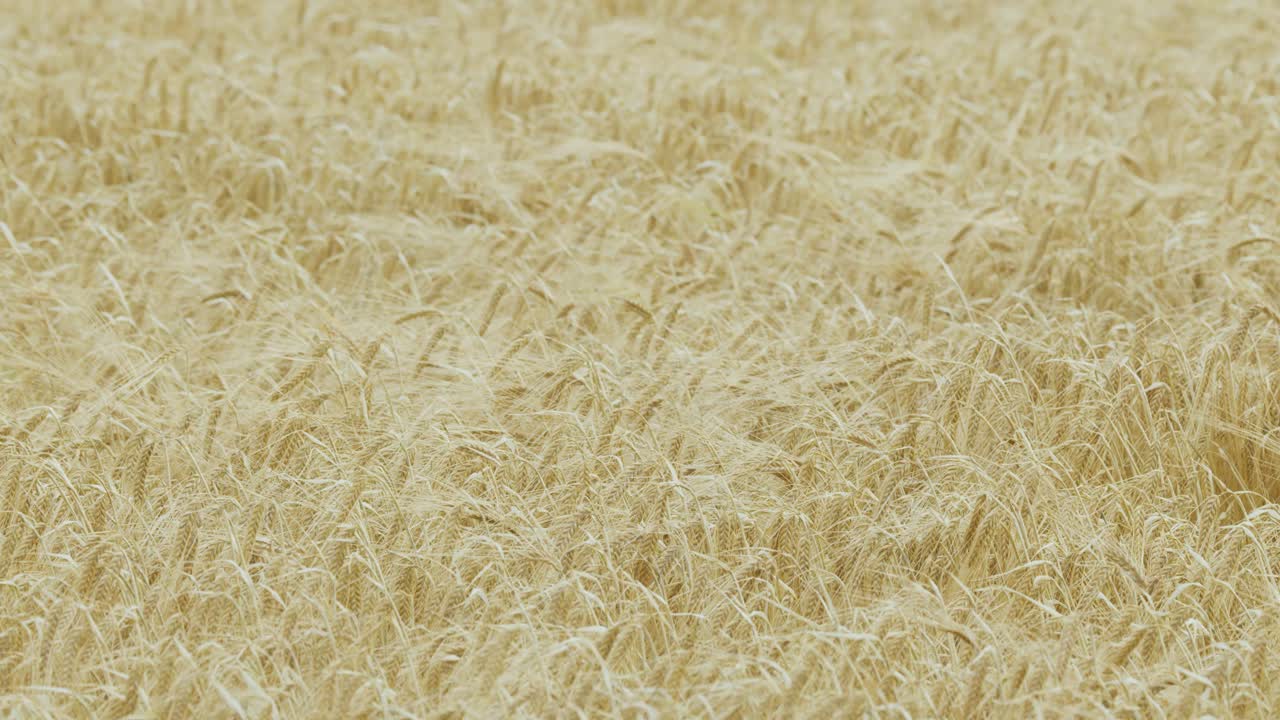 Golden wheat or barley sways gently in the wind across a wide, open field under soft natural daylight, captured with a steady, wide-angle shot