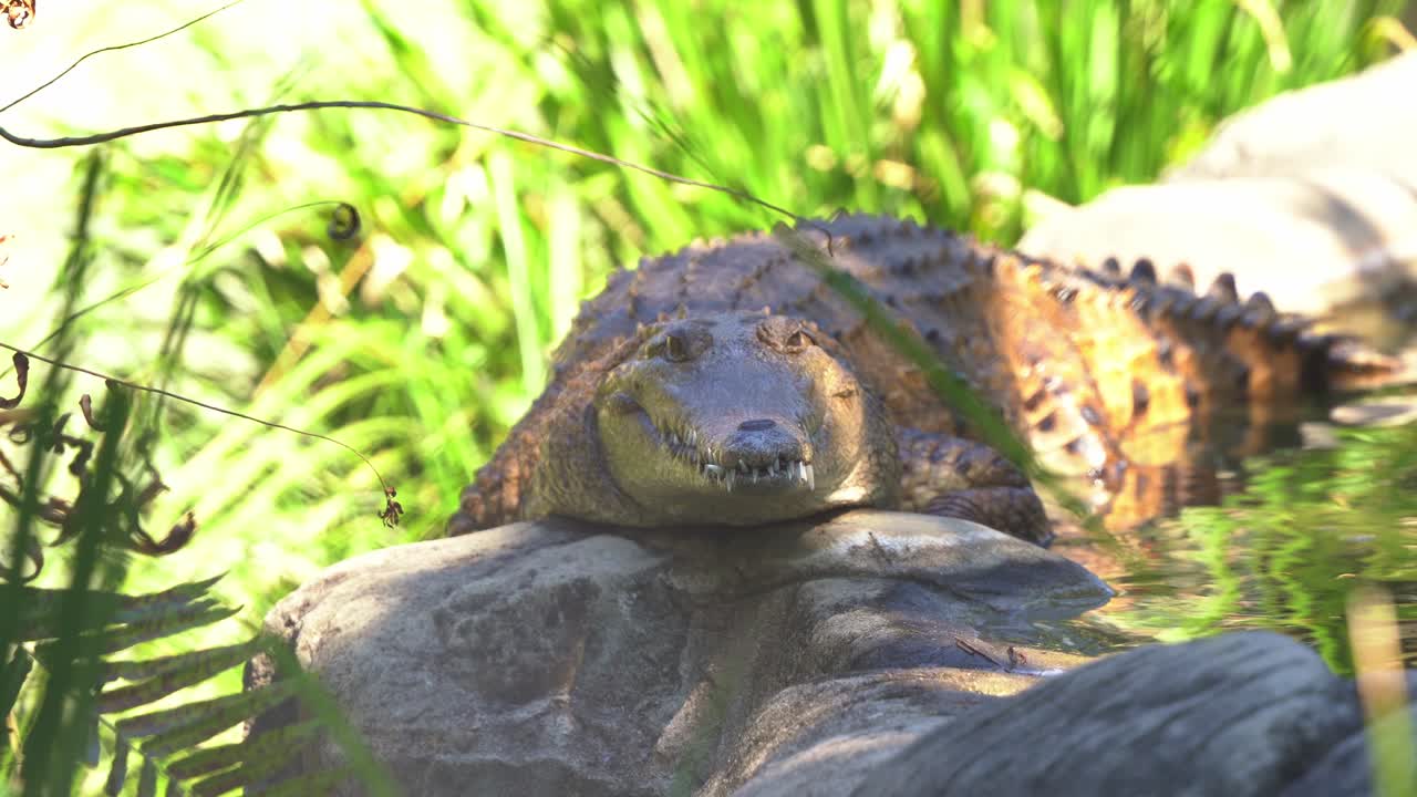 A freshwater crocodile, crocodylus johnstoni basking by the river bank, close up shot