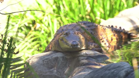 A-freshwater-crocodile,-crocodylus-johnstoni-basking-by-the-river-bank,-close-up-shot