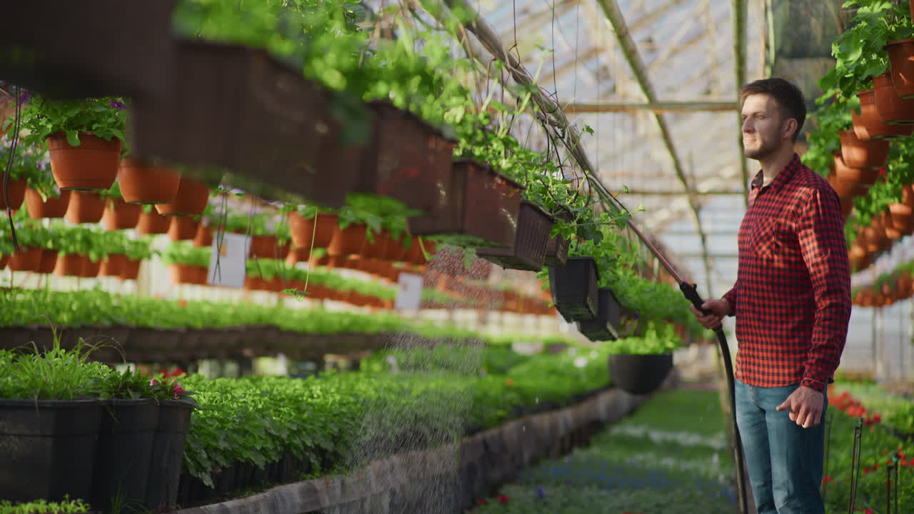 Gardener Watering Plants in Professional Greenhouse