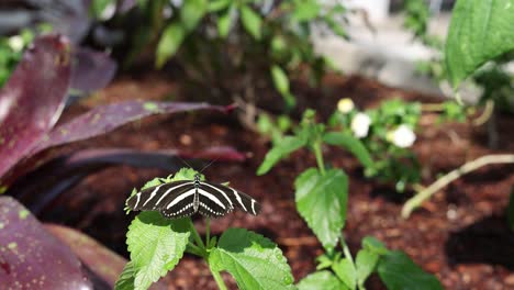 The-zebra-longwing,-Heliconius-charithonia-,-resting-on-lush-green-leaf-in-tropical-setting-with-other-butterflies-nearby