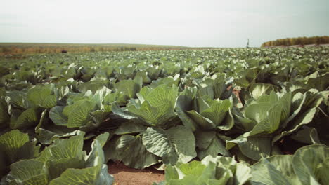 Cabbage-Field