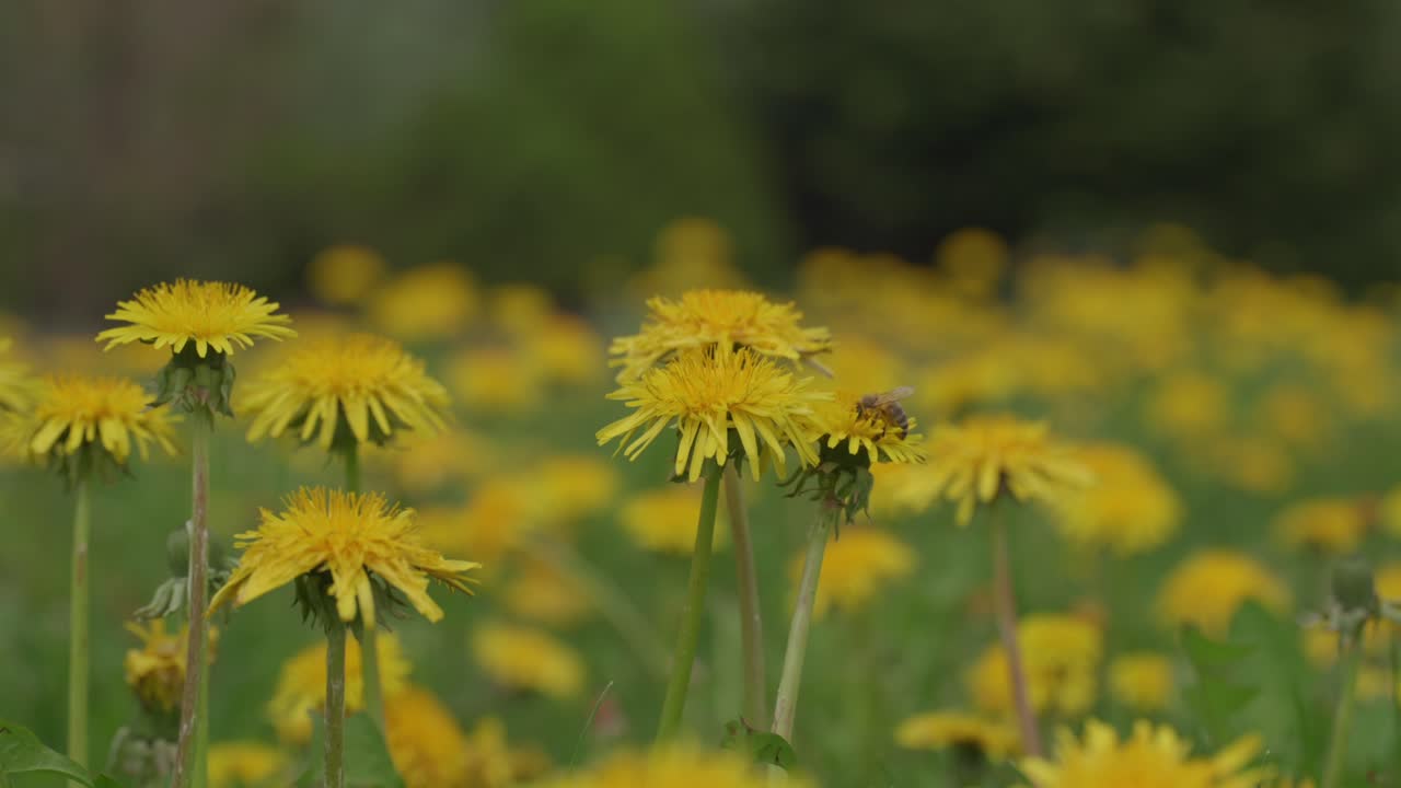 bee pollinating a dandelion in a flowering meadow