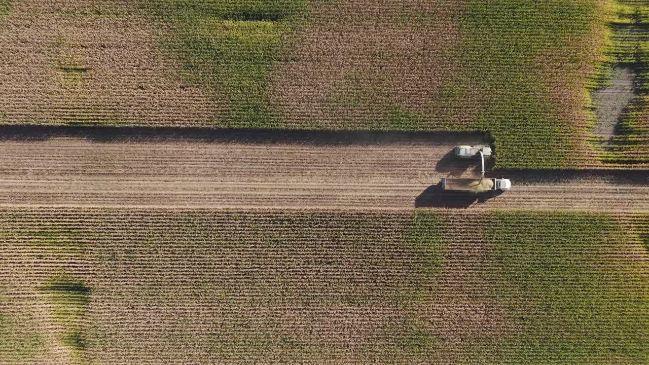 A combine in northeast Wisconsin chops corn for silage. Chopping corn silage is a process for creating high-quality feed for livestock, involving careful timing, moisture management, and equipment