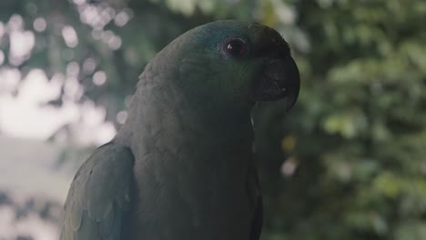 vista frontal de un loro amazónico festivo en