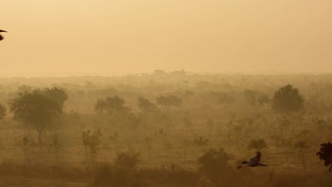 birds at sunrise on the background of beautiful nature of india in slow motion. rajasthan, india.