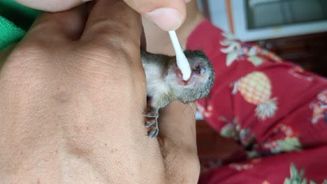 feeding a little baby squirrel that lost its parents_vertical view