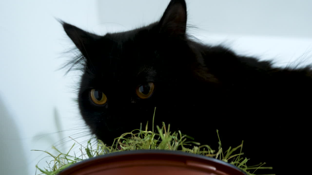 Black cat near a houseplant
