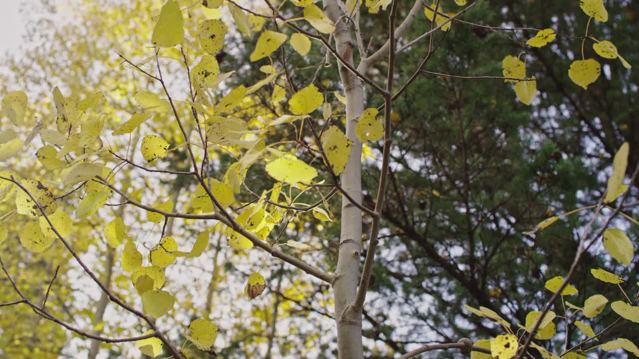Autumn scene looking up into the tree canopy with yellow aspen