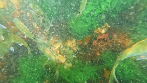 peces nadando en el agua burbujeante del océano entre rocas, mientras las algas se mueven con la corriente, punta del este, uruguay