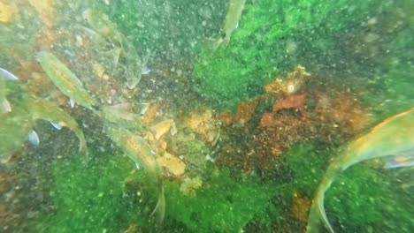 fish swimming in bubbly ocean water between rocks, while seaweed is moving with the current, punta del este, uruguay