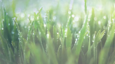Animation-of-close-up-of-grass-being-watered-on-sunny-spring-day
