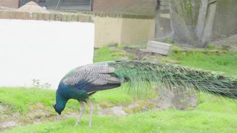 Majestätischer-Bunter-Pfau-Pickt-Nach-Nahrung,-Gefieder,-Tierschutz