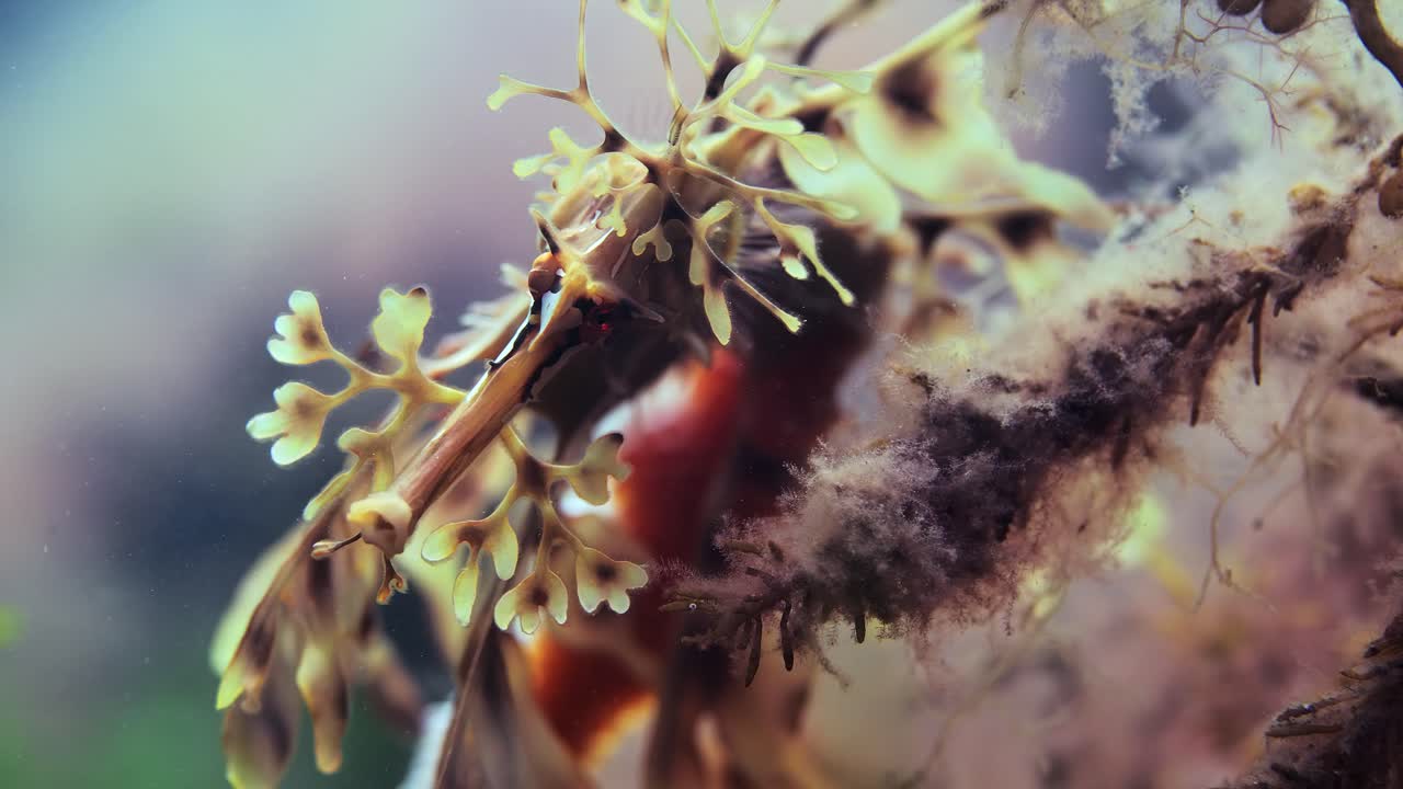 dragón de mar frondoso con huevos macro primeros planos 4k cámara lenta