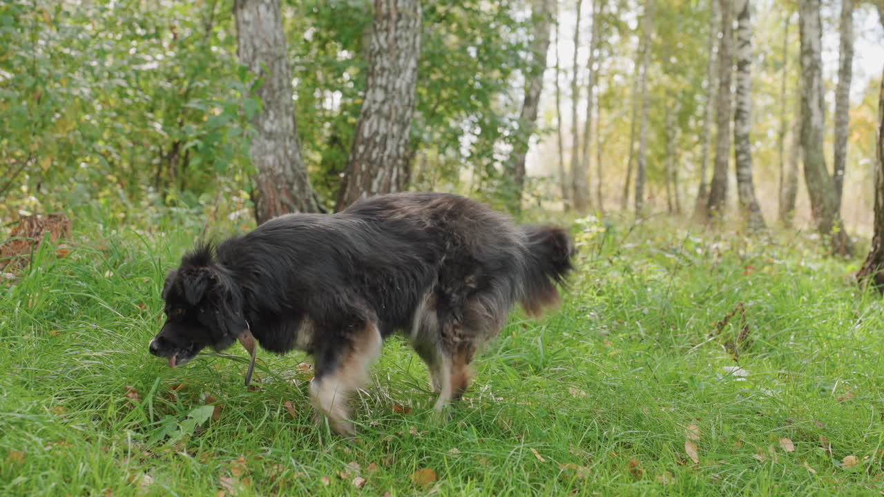 Canine roams through wooded area. Dog ventures into tranquil and vibrant natural woodland environment. Adventurous dog wanders through peaceful forest filled with moss and flowing creek