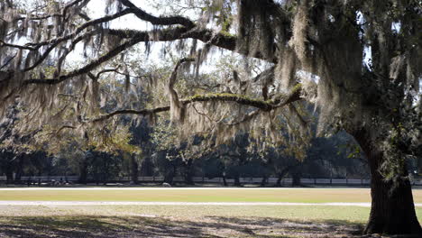 Musgo-Español-Cuelga-De-Un-Roble-Vivo-En-El-Bajo-País-De-Carolina-Del-Sur