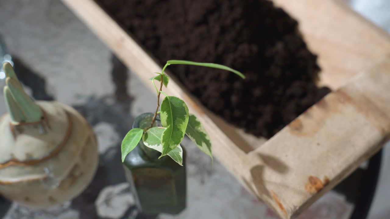 High angle view of glass bottle holding variegated plant cutting next to wooden planter filled with rich soil on glass table in indoor garden setting with soft natural light and decorated tools