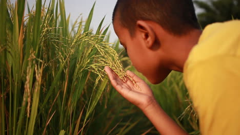 children playing and smelling the rice grains in paddy field