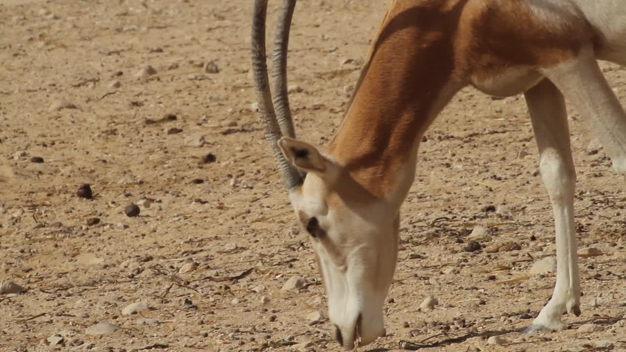 Scimitar Oryx grazing in captive-breeding program in Israel.
