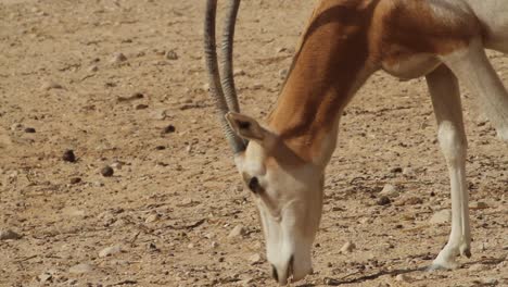 scimitar oryx grazing in captive-breeding program in israel.