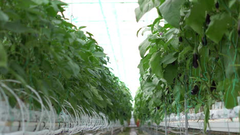 production of eggplants in a greenhouse