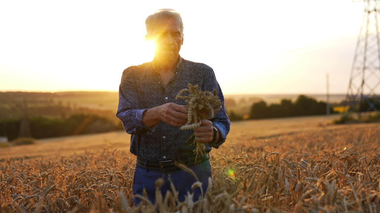 Sunset farming in golden wheat fields. A man stands in a golden wheat field at sunset, holding harvested wheat while the sun sets in the background