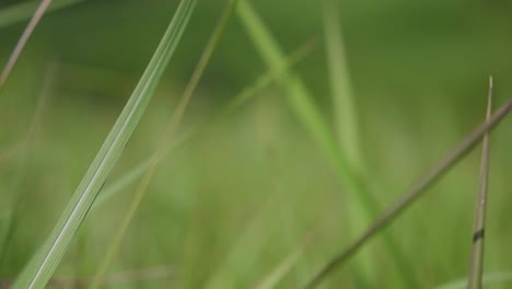 una hierba perenne originaria de asia tropical y subtropical y también introducida en varios países