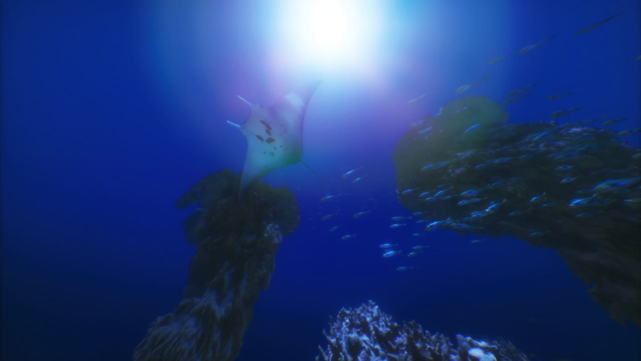 Underwater view of marine life near coral reefs in a clear ocean
