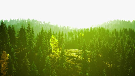Lush green forest landscape with sunlight filtering through trees
